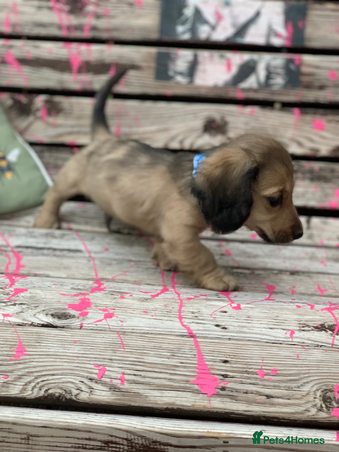 Miniature Dachshund dogs for sale: Stunning true to type KC Reg Miniature LH babies - Image 10