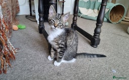 Maine Coon cats for sale: Maine Coon Mix READY TO GO - Image 9