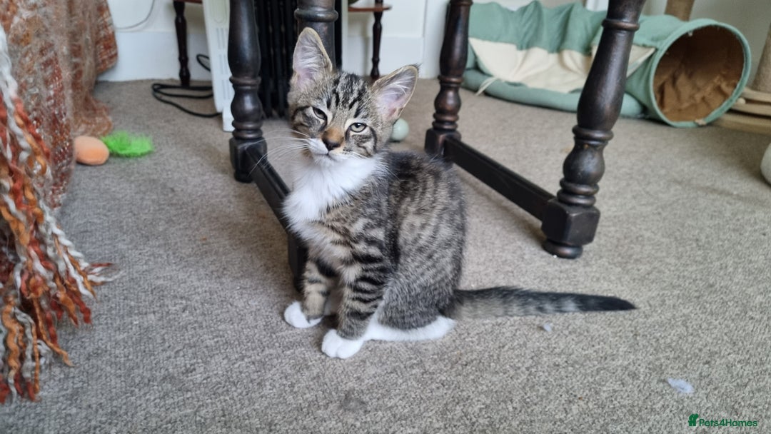 Maine Coon cats for sale: Maine Coon Mix READY TO GO - Image 9