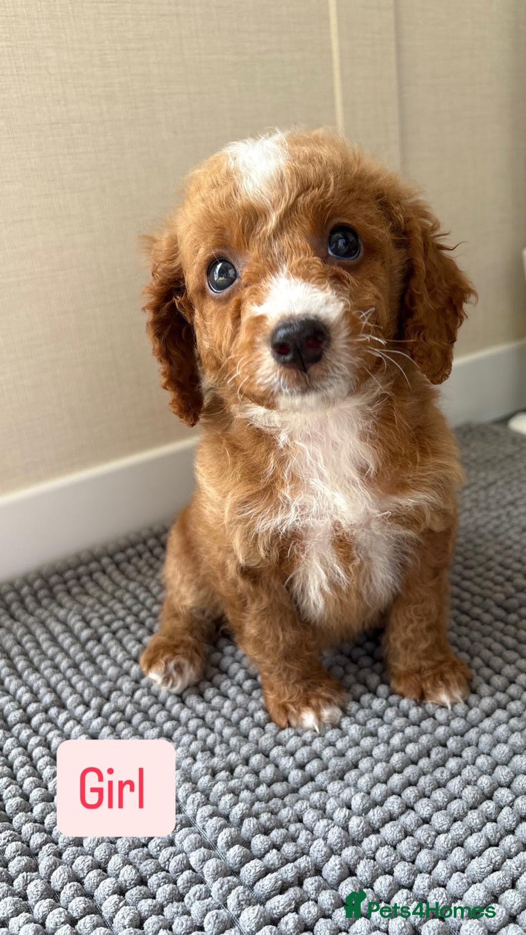 Cockapoo dogs for sale: 6 stunning cockapoo puppies  - Image 12