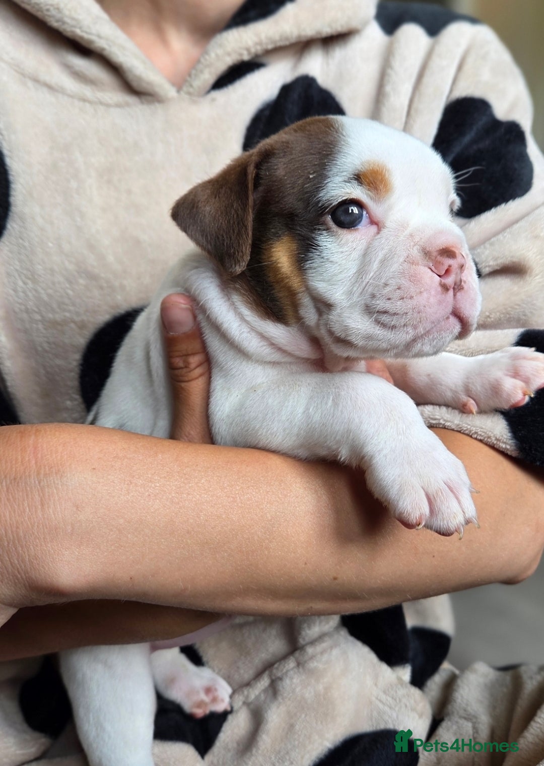 Olde English Bulldogge dogs for sale: Olde English bulldogs  - Image 5
