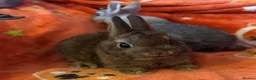 Netherland Dwarf rabbits for sale: Netherland dwarf babies - Advert 4