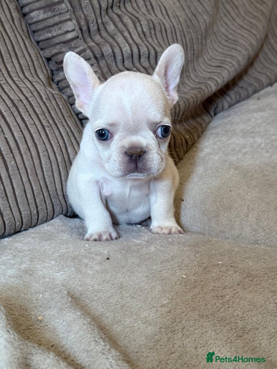 French Bulldog dogs for sale: Beautiful Frenchies - Image 2