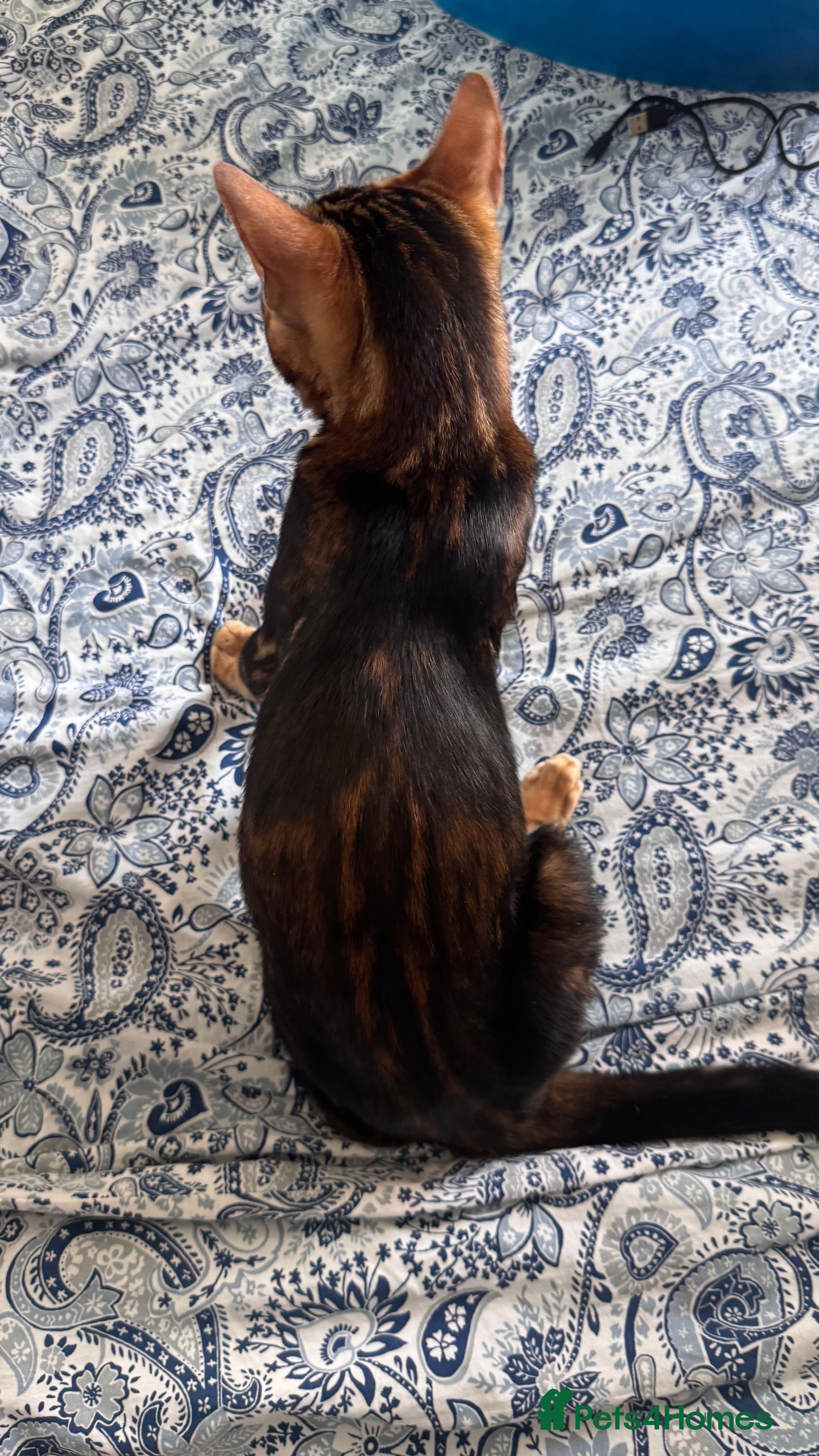 Bengal cats for sale: TICA Bengal cats adorable educated with kid NO UK  in London - Advert 22