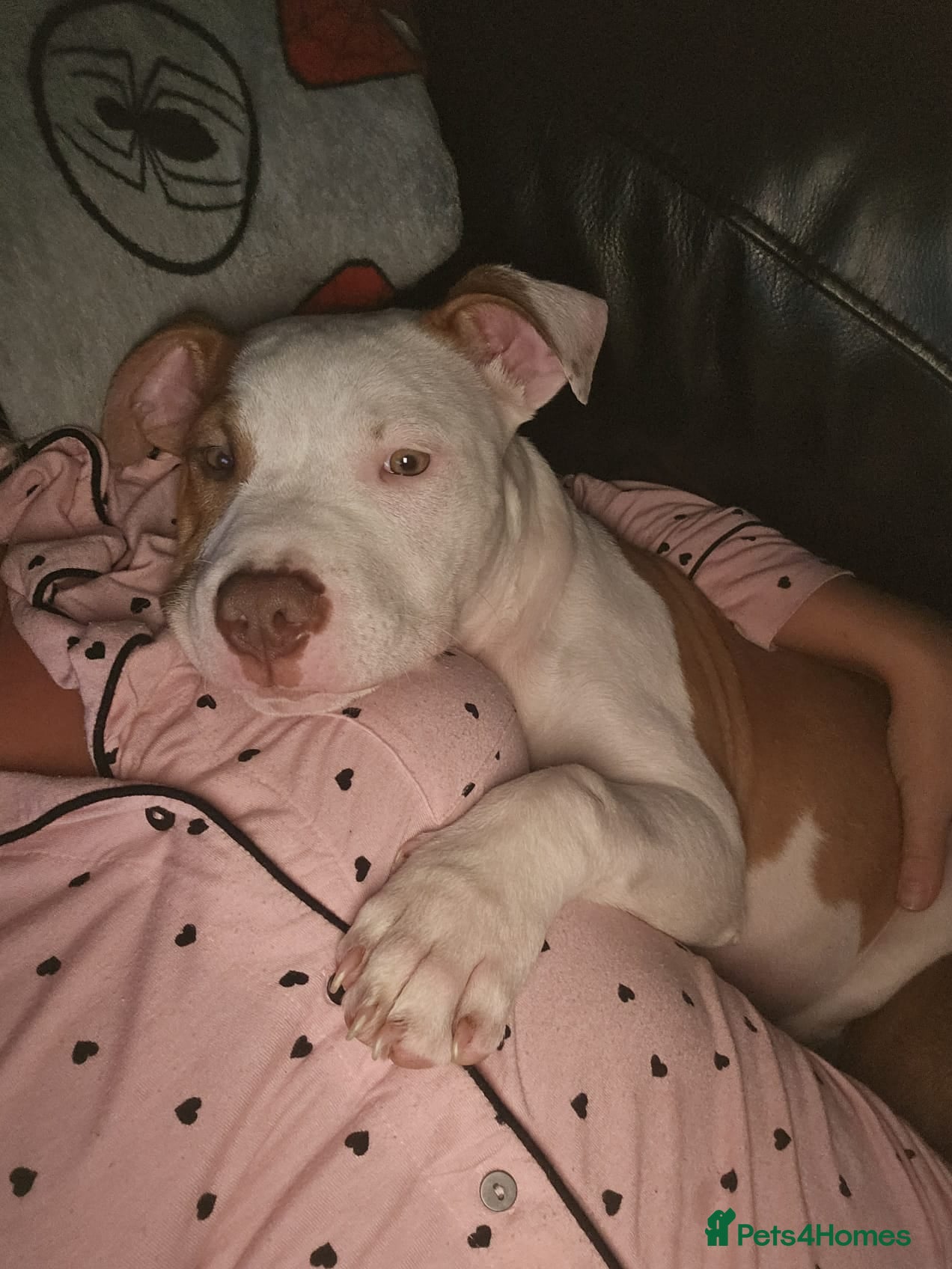 Mixed Breed dogs Staffy x American Bulldog - Advert 6