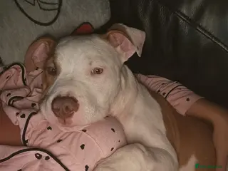 Mixed Breed dogs Staffy x American Bulldog - Advert 6