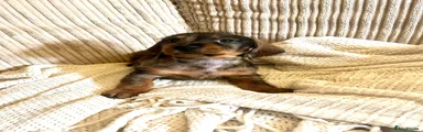 Miniature Dachshund Puppy 4