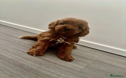 Cavapoo dogs for sale: F1 toy cavapoos health tested  - Image 3