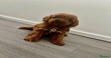 Cavapoo dogs - Advert 2
