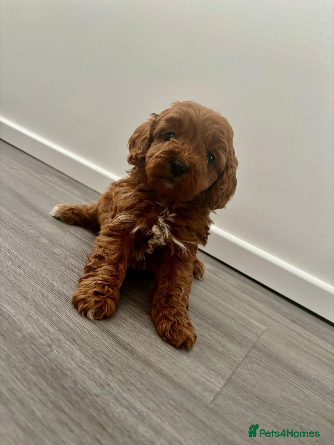 Cavapoo dogs for sale: F1 toy cavapoos health tested  - Image 3