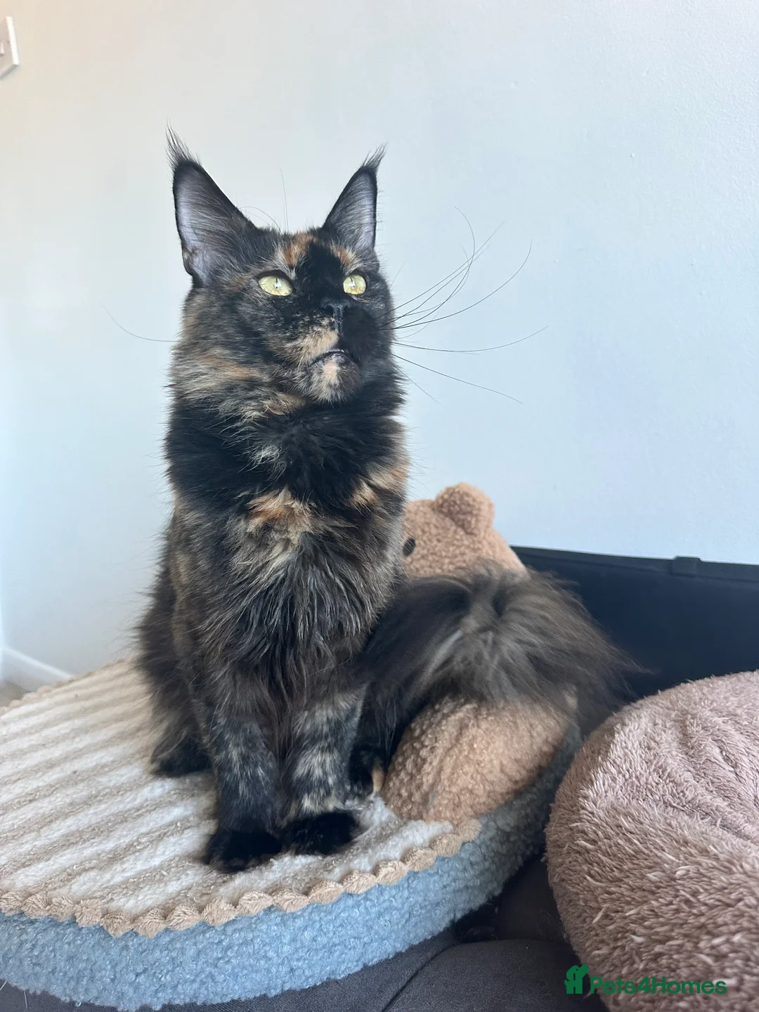 Maine Coon cats for sale: Tica Registered maine coon kitten -  - Advert 8