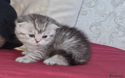 Scottish Fold cats for sale: TICA registered females 😸😽🐱 - Image 10