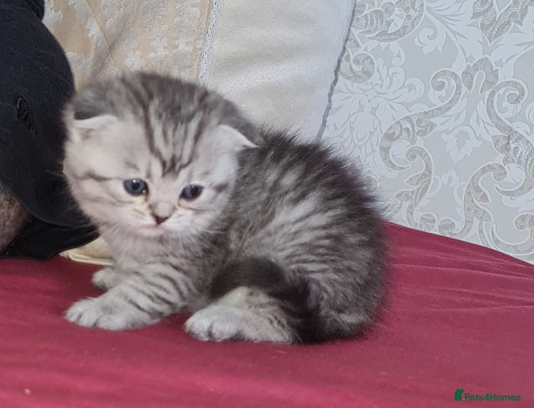 Scottish Fold cats for sale: TICA registered females 😸😽🐱 - Image 10