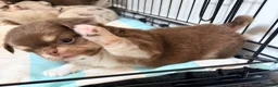 Chihuahua dogs for sale: Long coat chihuahua  - Advert 18
