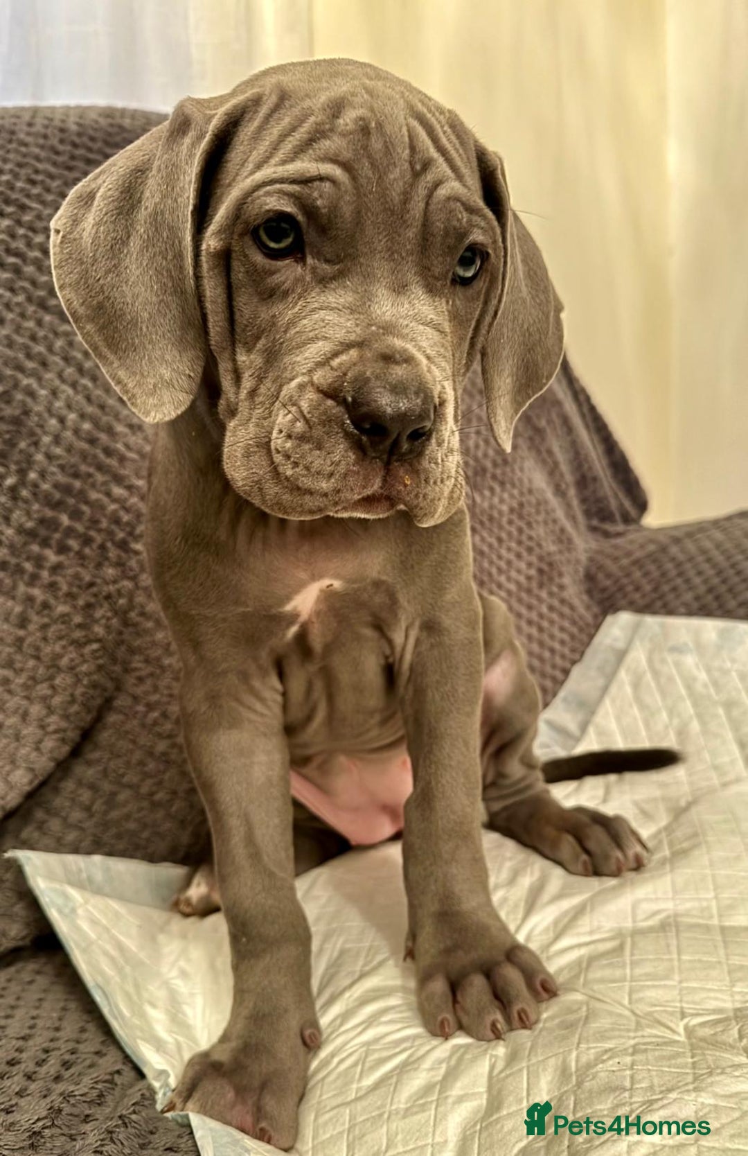 Mixed Breed dogs for sale: Mastiff pups for sale - Image 2