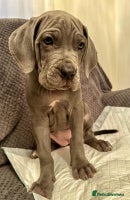 Mixed Breed dogs - Advert 3