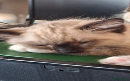 Ragdoll cats for sale: Stunning full Ragdoll kittens for sale - Image 20