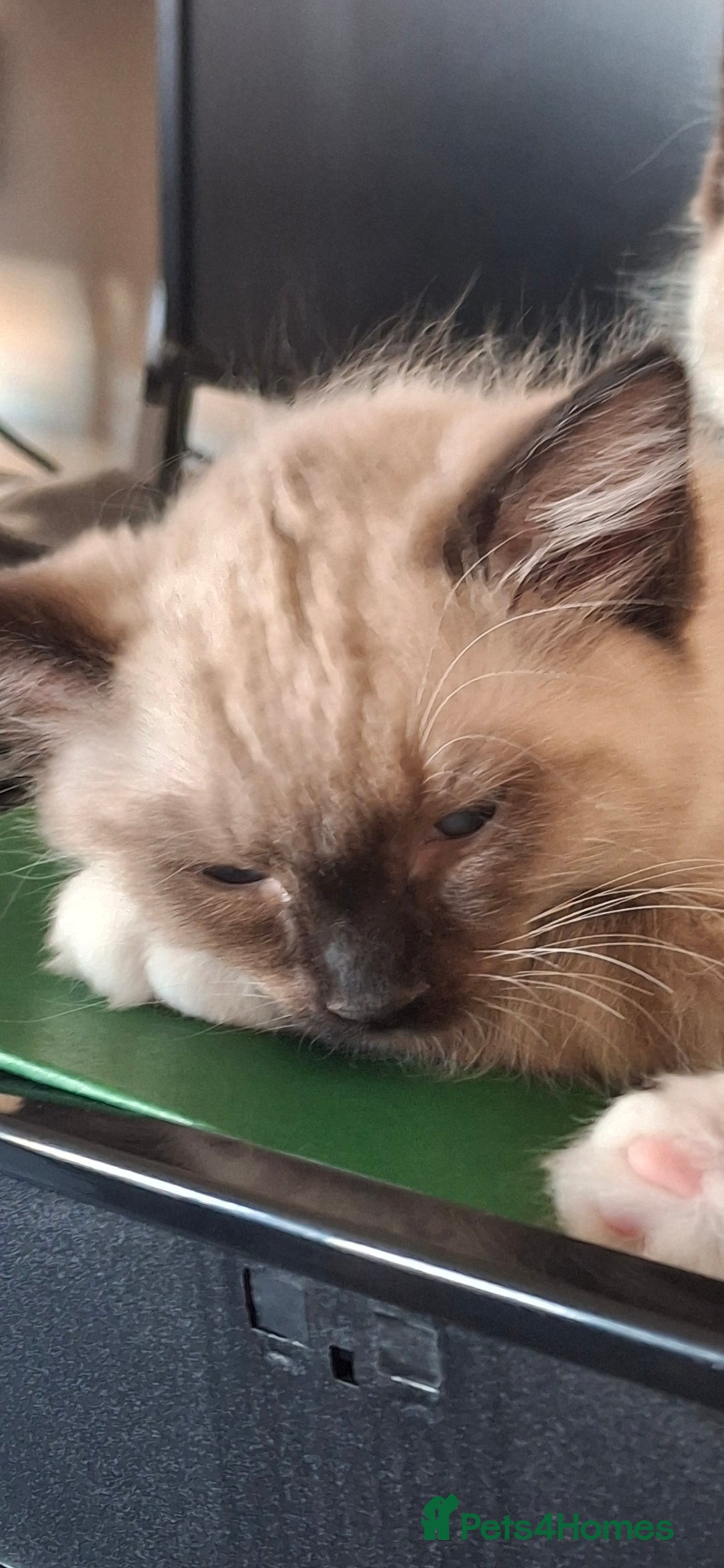 Ragdoll cats for sale: Stunning full Ragdoll kittens for sale - Image 20