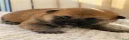 Japanese Shiba Inu dogs for sale: Japanese Shiba Inu Puppies Parents Health Tested - Advert 8