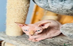 Sphynx cats for sale: Sphinx cat looking for a new home  - Image 1