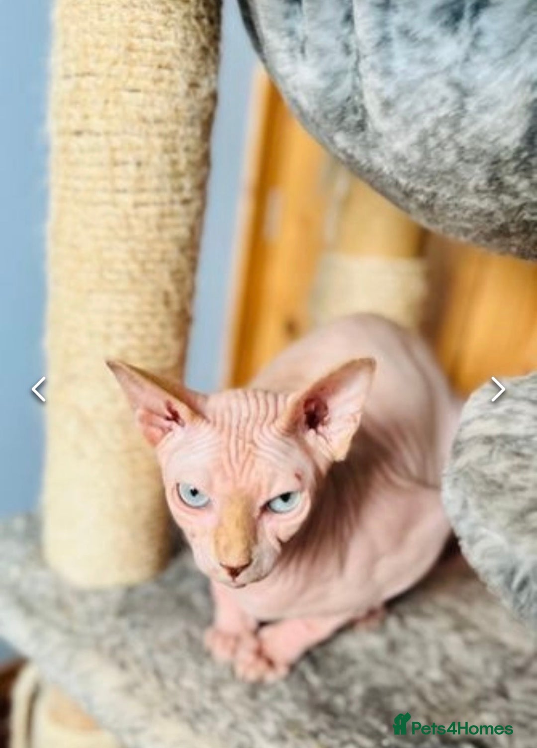Sphynx cats for sale: Sphinx cat looking for a new home  - Image 1