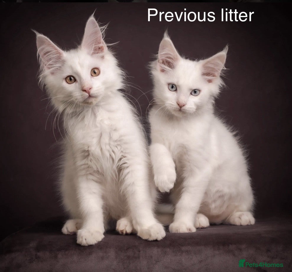 Maine Coon cats Council licensed TICA white Maine Coon kittens - Advert 1