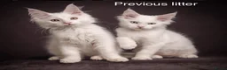 Maine Coon cats for sale: Council licensed TICA white Maine Coon kittens - Advert 1