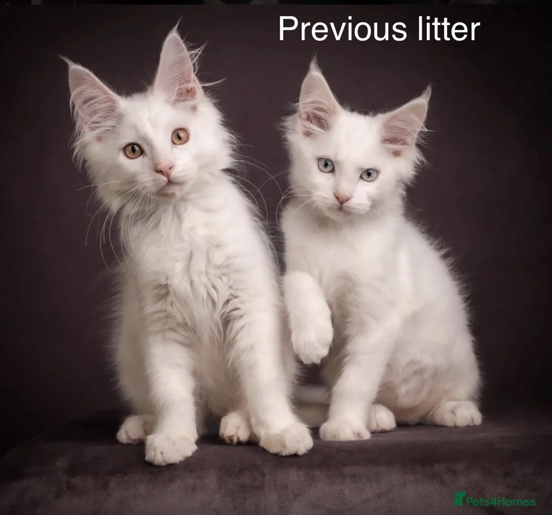 Maine Coon cats for sale: Council licensed TICA white Maine Coon kittens - Advert 1