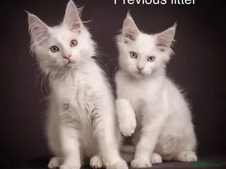 Maine Coon cats Council licensed TICA white Maine Coon kittens - Advert 1