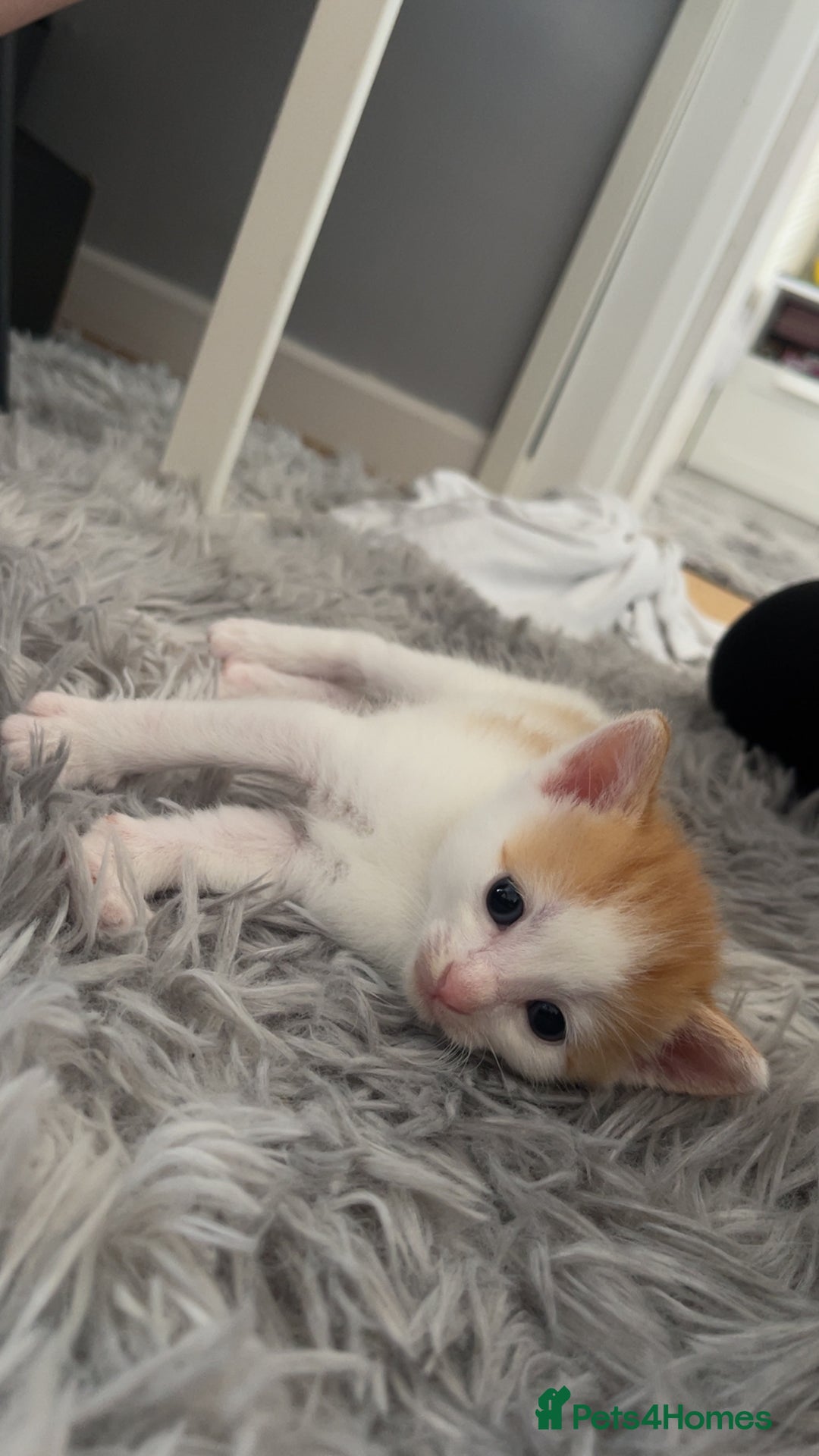 Mixed Breed cats for sale: Kittens for sale  - Image 13