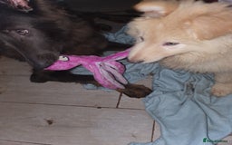 German Shepherd dogs for sale: Stunning white puppy 6 months old ready now in Horsham - Image 15