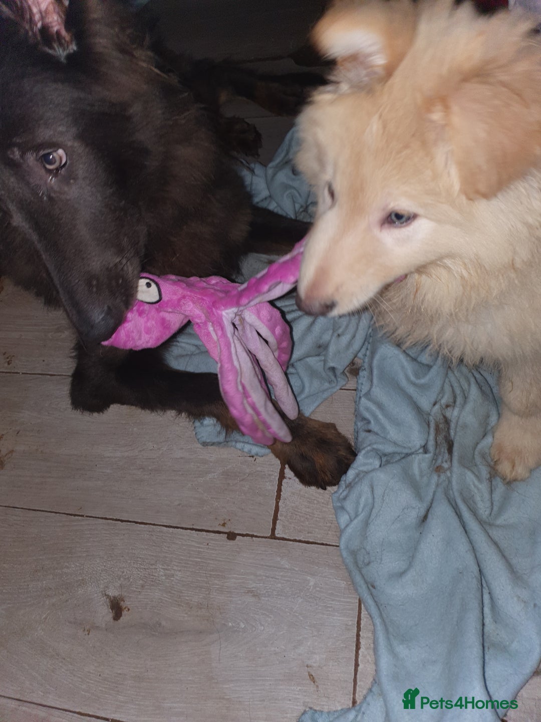 German Shepherd dogs for sale: Stunning white puppy 6 months old ready now in Horsham - Image 15