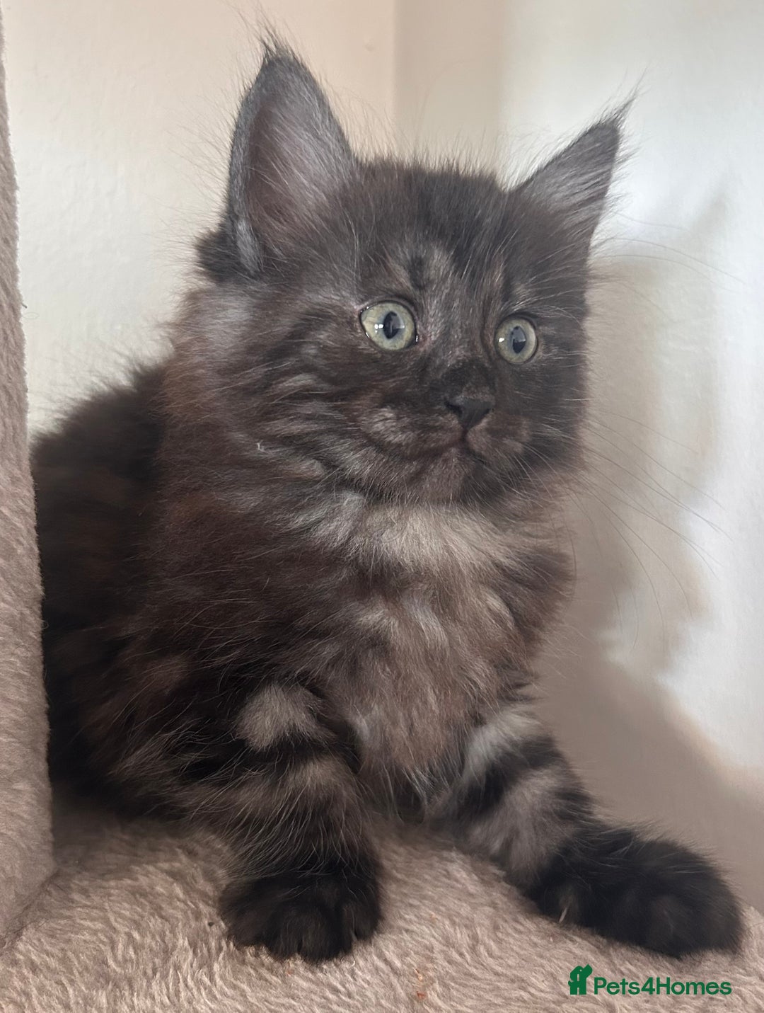 Maine Coon cats for sale:  Maine coon x BSH stunning kittens 😻 - Image 9