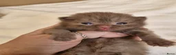 British Shorthair cats for sale: British shorthair kittens - Advert 9