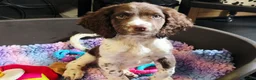 English Springer Spaniel dogs for sale: Outstanding Home Reared KC 5 ⭐️ Vetted Ready now  - Advert 4