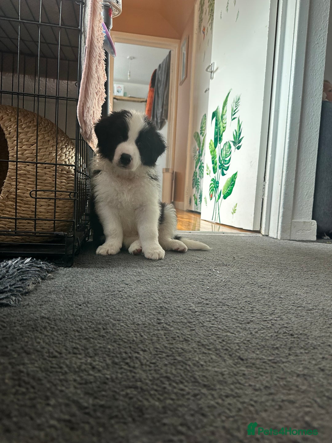 Border Collie dogs for sale: Last one boy ,rehome !International Champion line - Advert 9