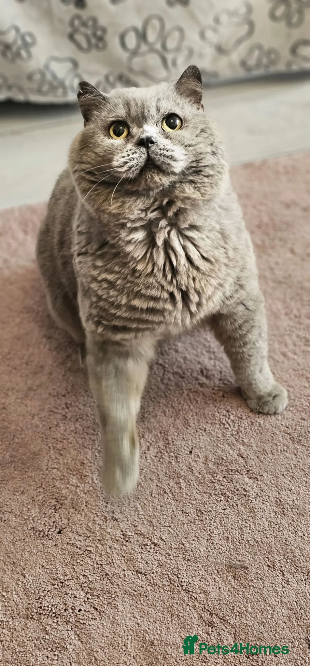 British Shorthair cats for sale: Blue British Shorthair boy 11 years - Advert 2