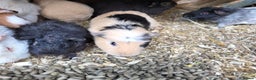 Guinea Pig rodents for sale: Variety of young guinea pigs - Advert 4