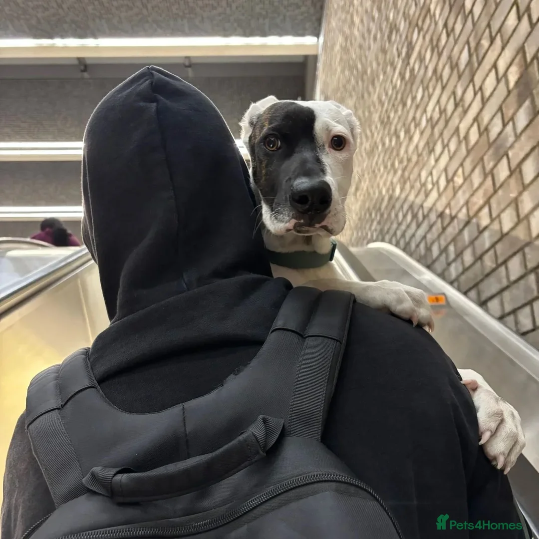 Mixed Breed dogs for adoption: Pika (Shepherd/Staffie mix) - Image 9