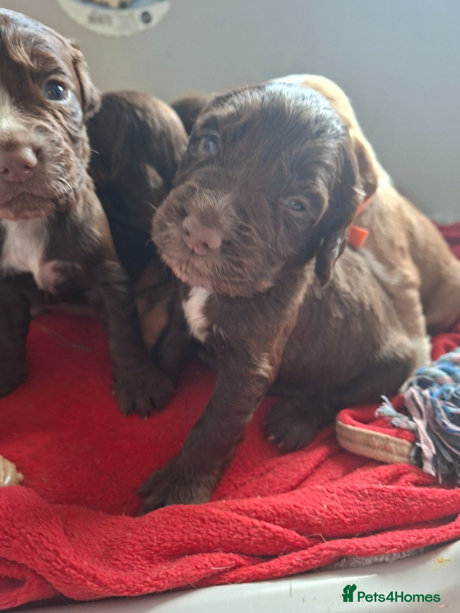 Cocker Spaniel dogs Cocker spaniel puppies  - Advert 16