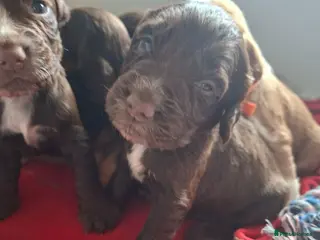 Cocker Spaniel dogs Cocker spaniel puppies - Advert 16