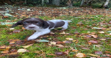 English Springer Spaniel dogs - Advert 4