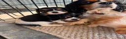 Cavalier King Charles Spaniel dogs for sale: Cavalier King Charles puppies - Advert 5