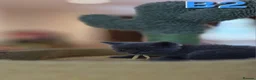 British Shorthair cats for sale: 9 Pure bred British short hair /longhair kittens  - Advert 18