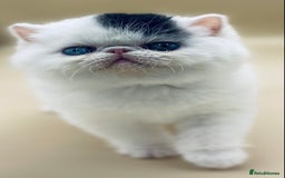 Exotic cats for sale: (Rare odd eye bicolours)🏆Exceptional. - Image 5