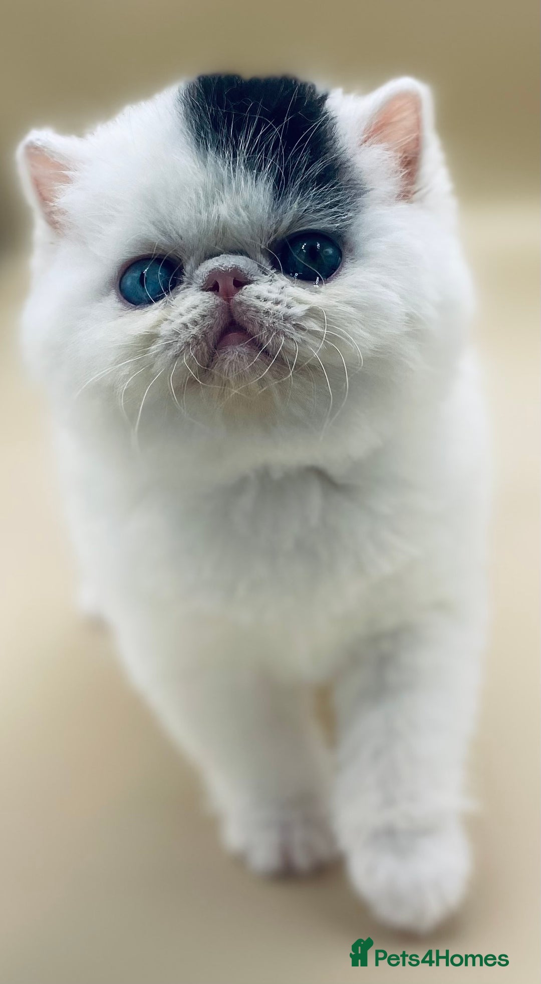 Exotic cats for sale: (Rare odd eye bicolours)🏆Exceptional. - Image 5