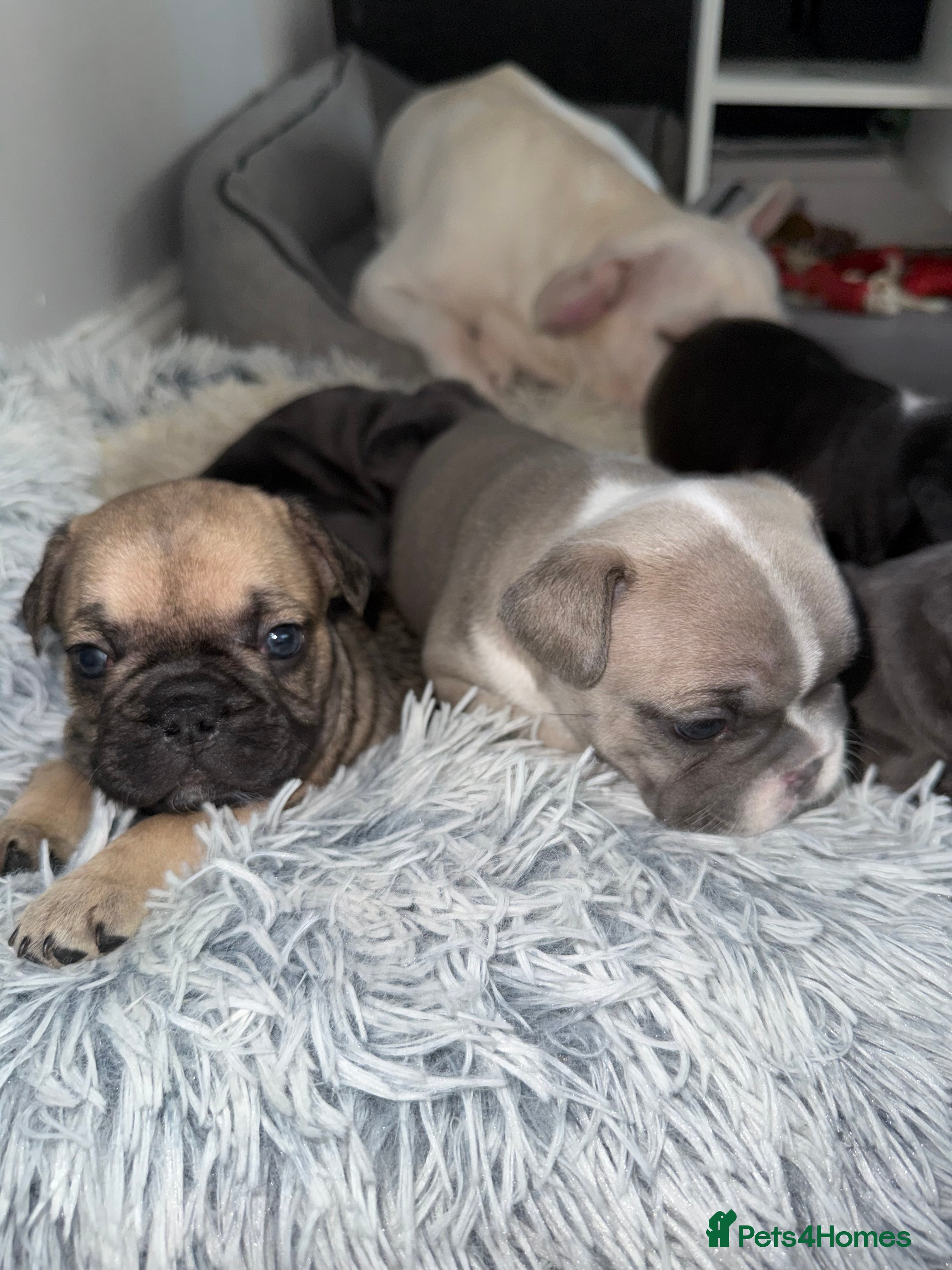 French Bulldog dogs Stunning French Bulldog Puppies  - Advert 1