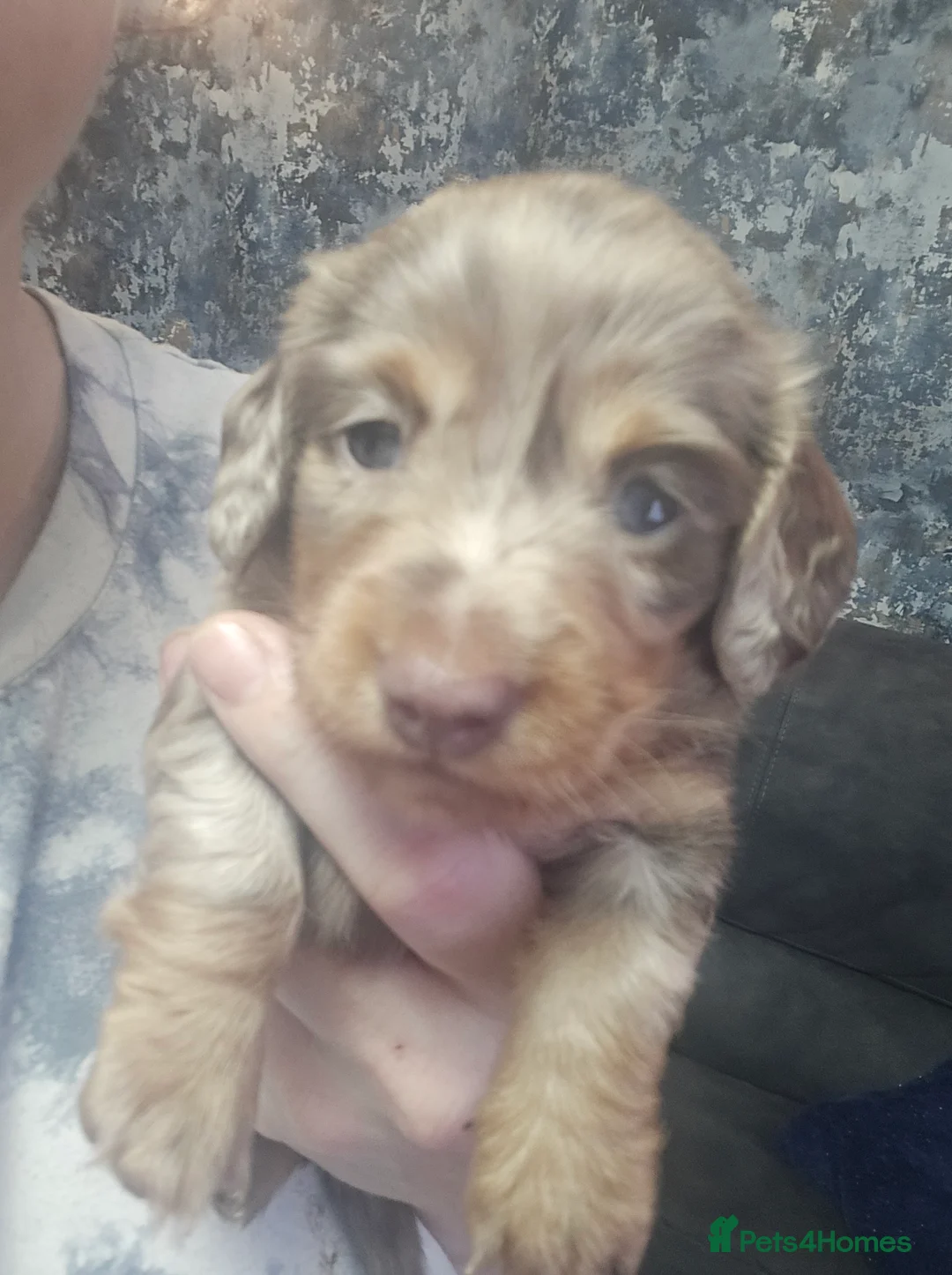 Miniature Dachshund dogs for sale: All-Girl Litter Miniature Dachshunds, 3 available  - Advert 36