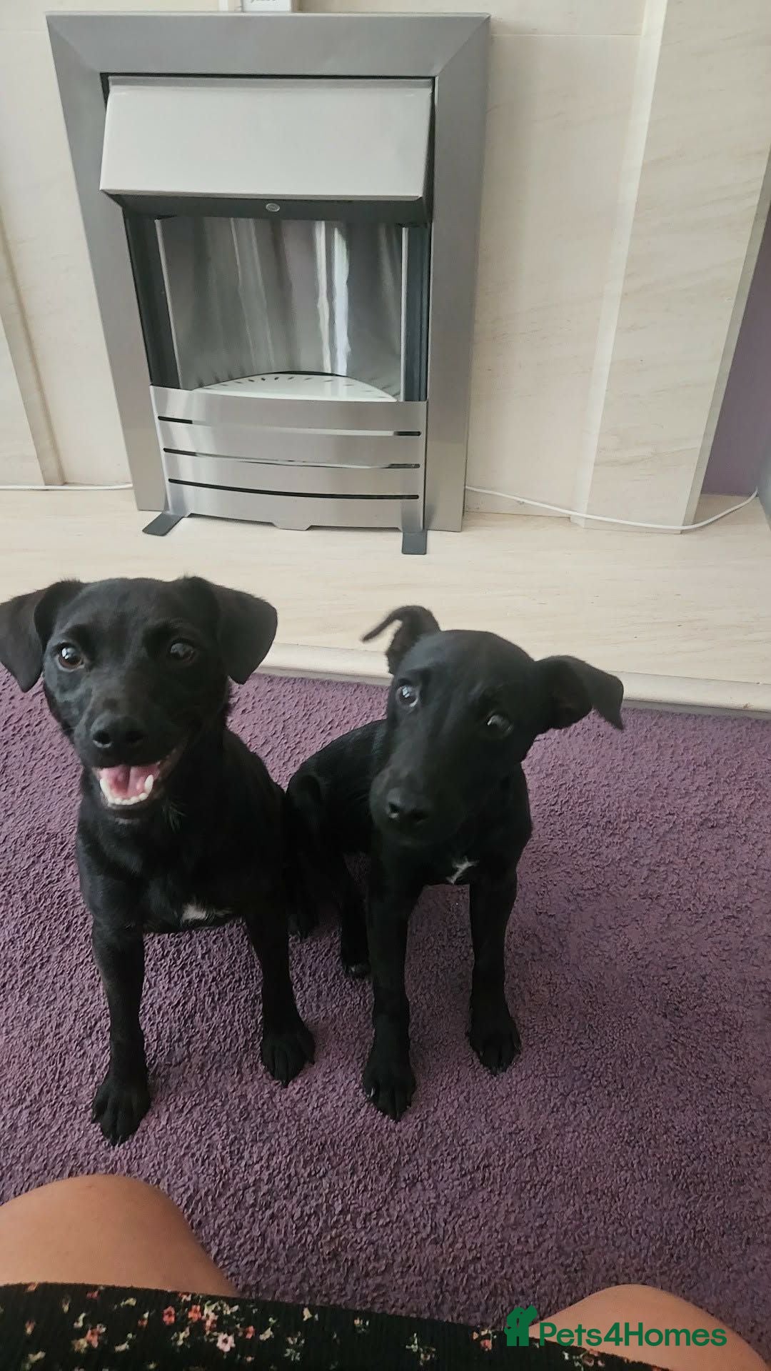 Patterdale Terrier dogs Romie - Advert 6