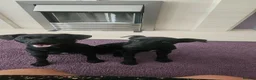 Patterdale Terrier dogs for sale: Romie in Southampton - Advert 1